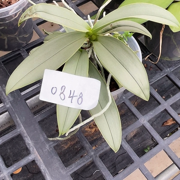 全部花苞福利不售后
