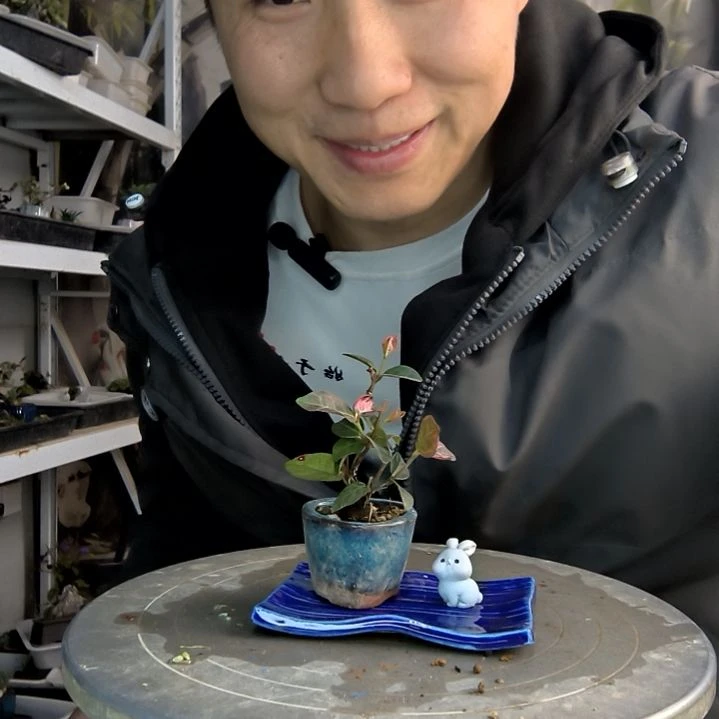 伴**生小盆景小植物一物一拍179