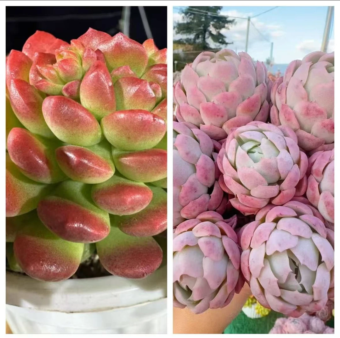 X贝瑞+星月 耐晒皮实 绿植 室内室外都能养