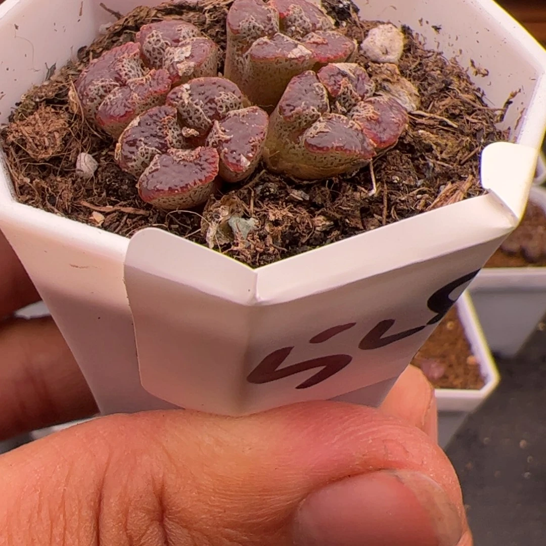 6.23蝴蝶勋章多肉植物529