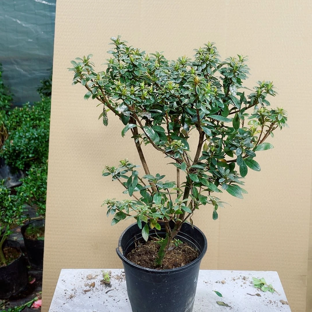 梅***姐完全开放小菊之舞杜鹃