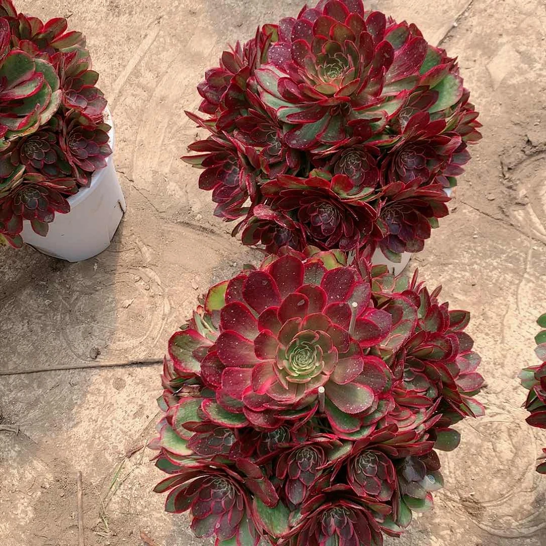 【闪购商品】流*粉花妖，多肉