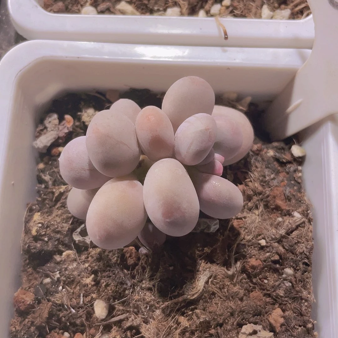 原始奶e012一物一拍