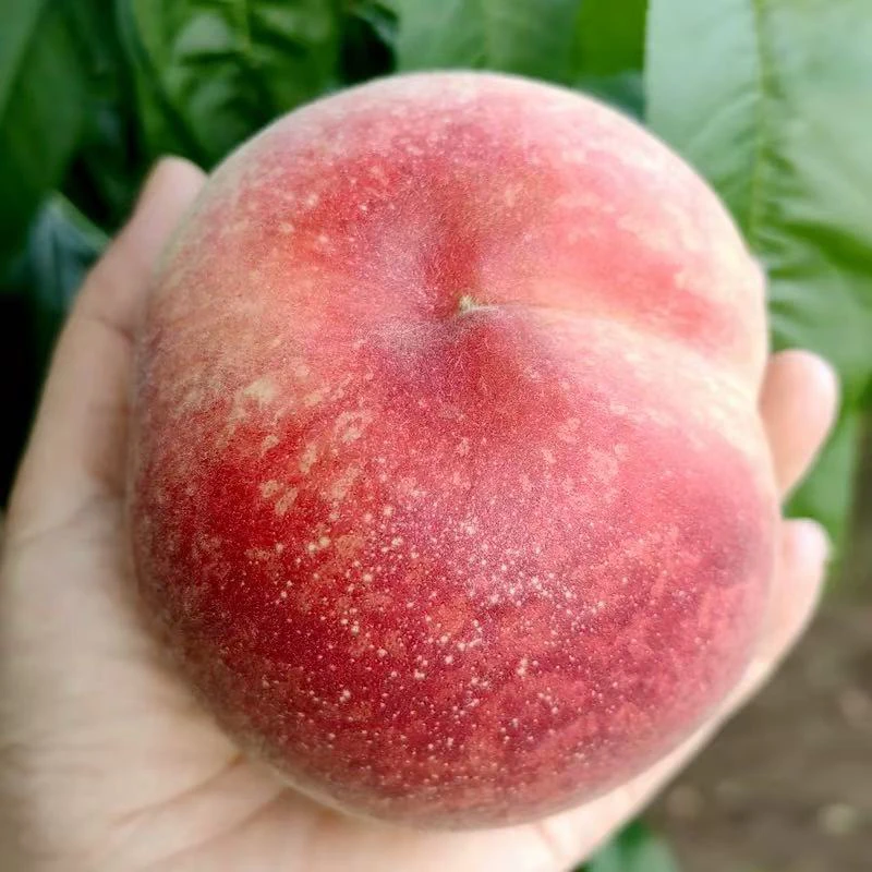 沂蒙山头茬水蜜桃脆软两吃新鲜采摘现摘现发应季鲜甜水果