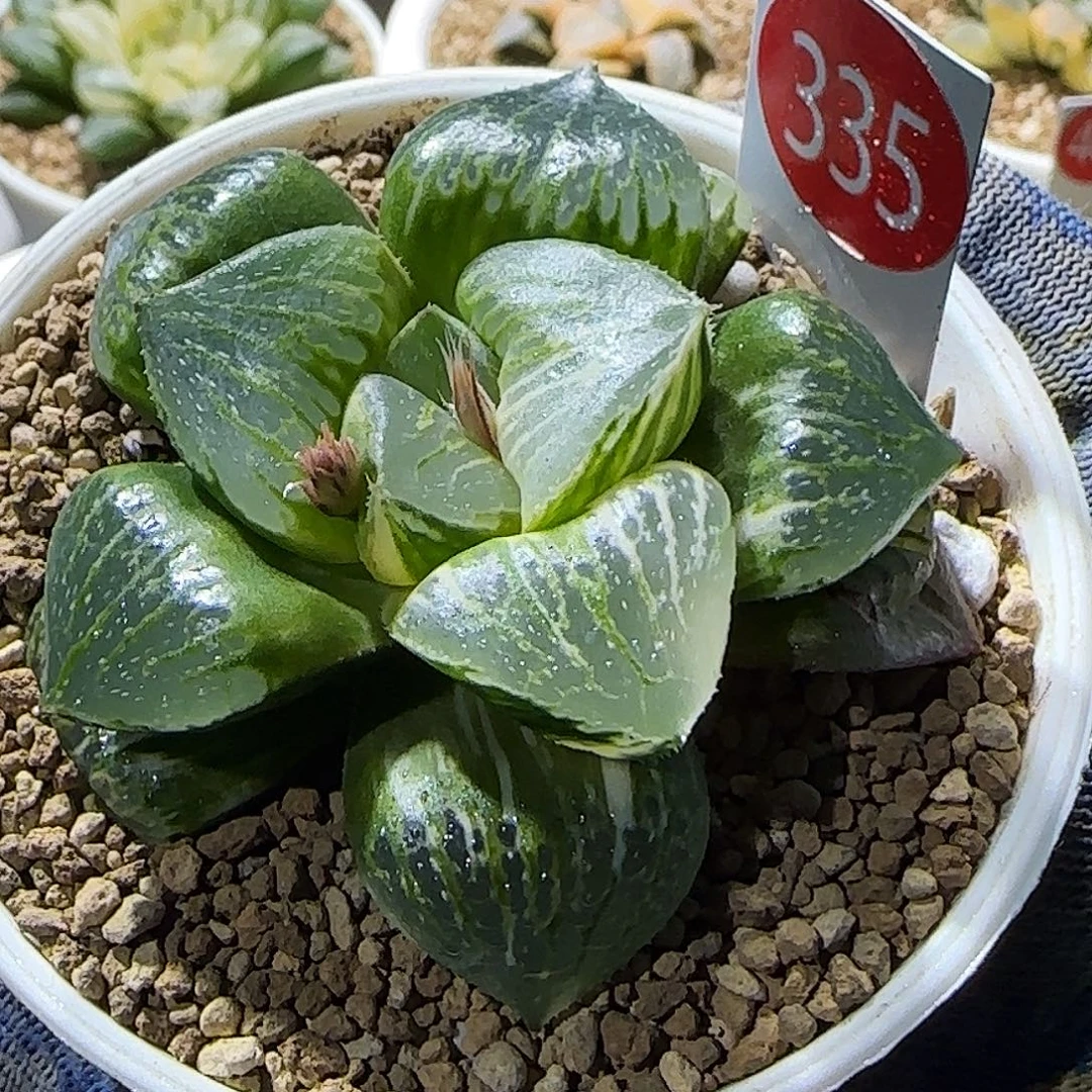 335号日月潭实生锦 6.3 厘米左右一物一拍带盆发货