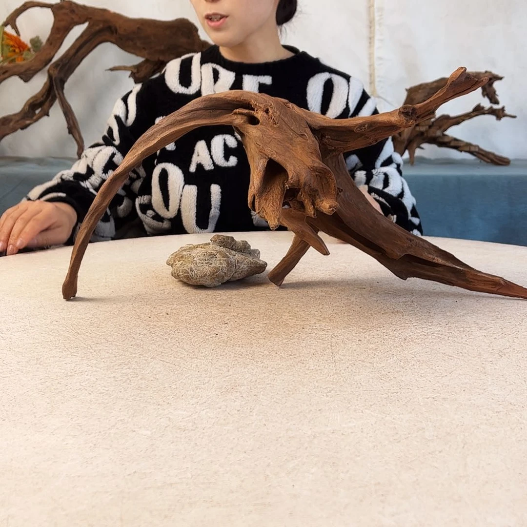 沉木造景爬宠造景