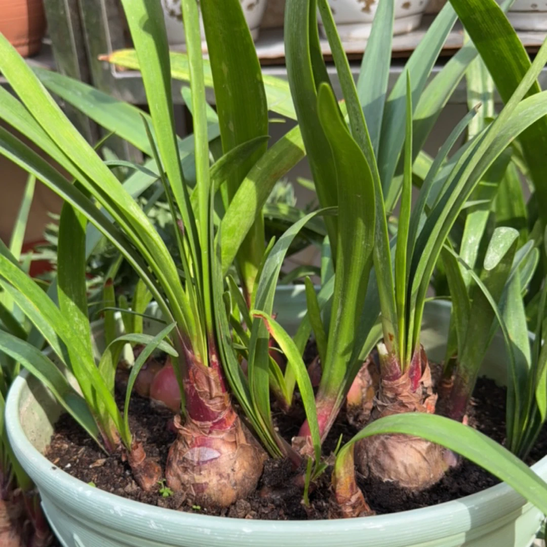 瑕疵紫根兰花 一颗 无盆土不保根叶 会黄叶子 球丑 无售后