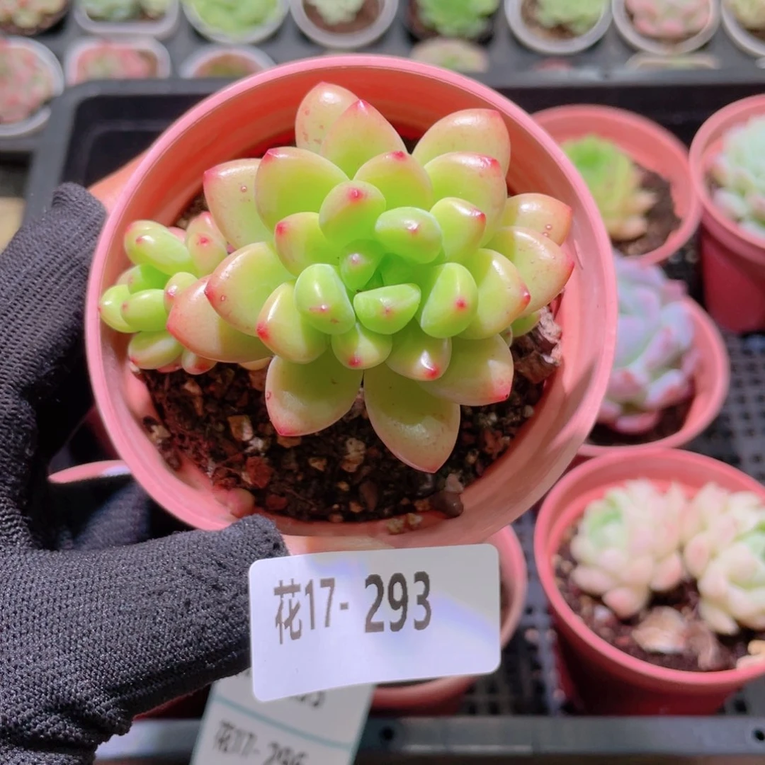 花利美17-293香格里拉