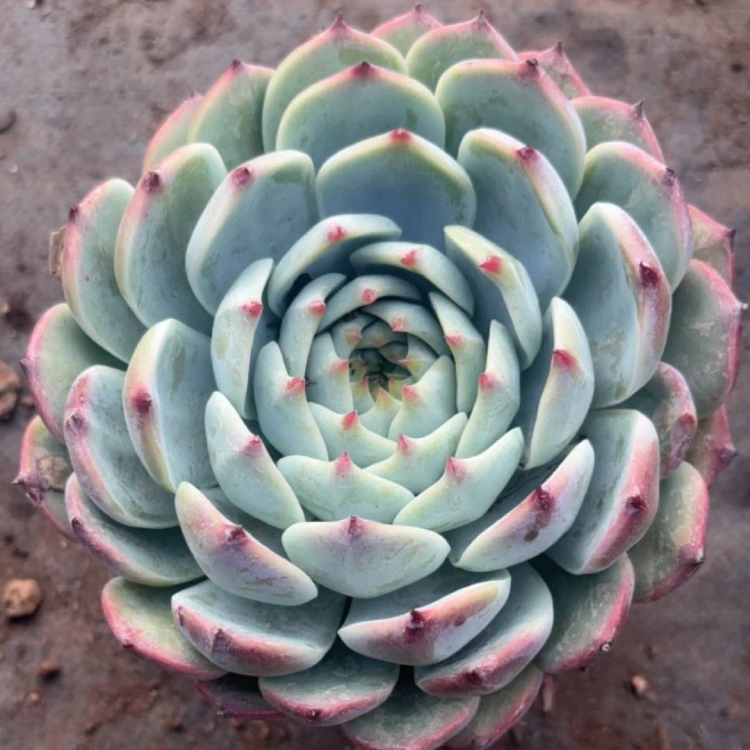 吉娃娃 多肉植物新手好养（全店满9.99包邮）