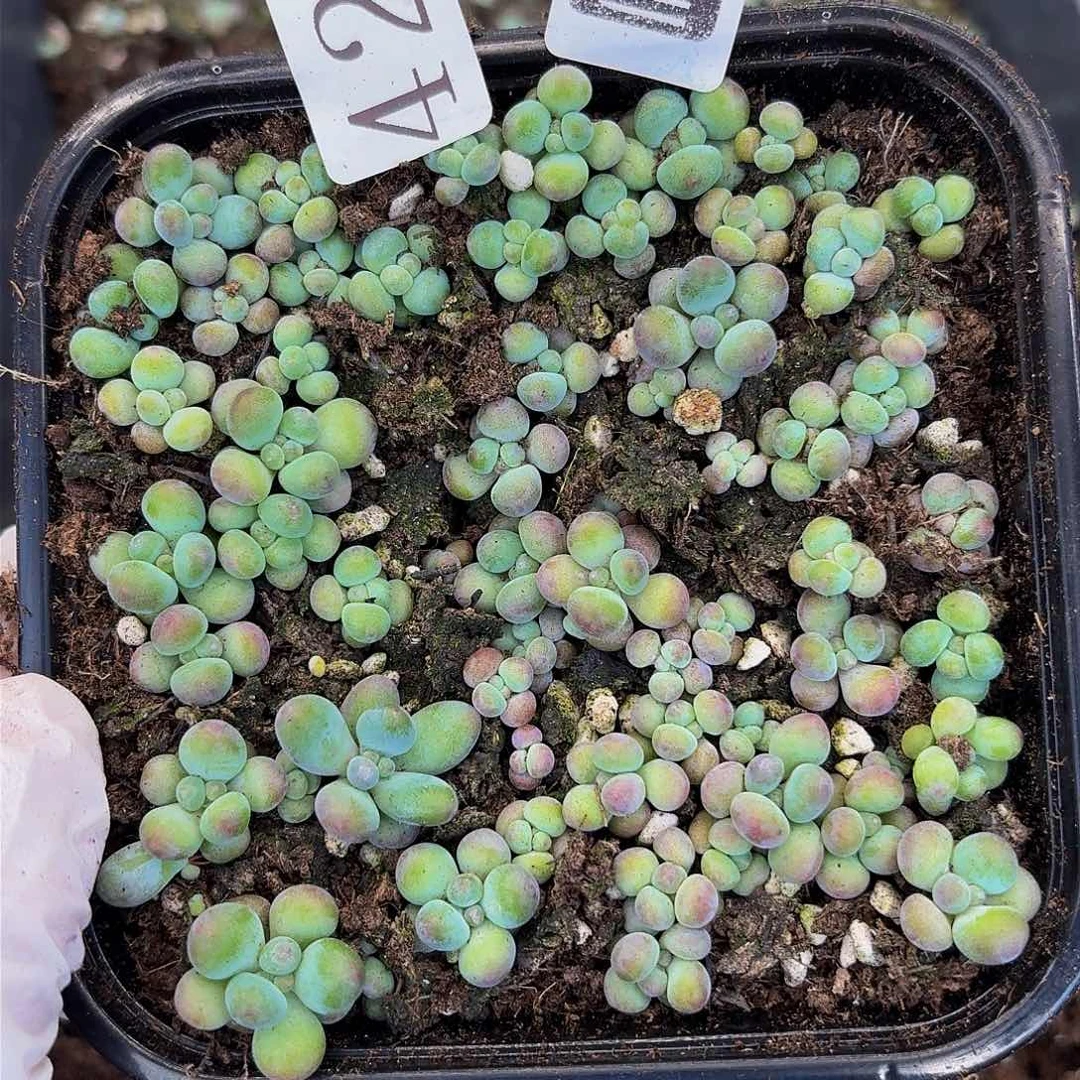 多肉植物多肉植物420量拍