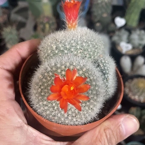 实生三头白雪光福利