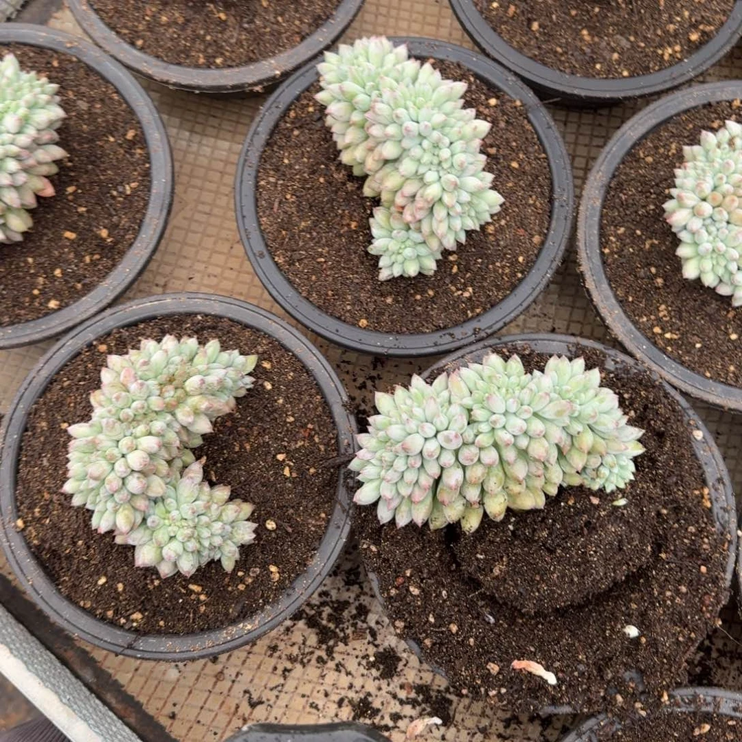 无花朵所罗门缀大的   13厘米左右