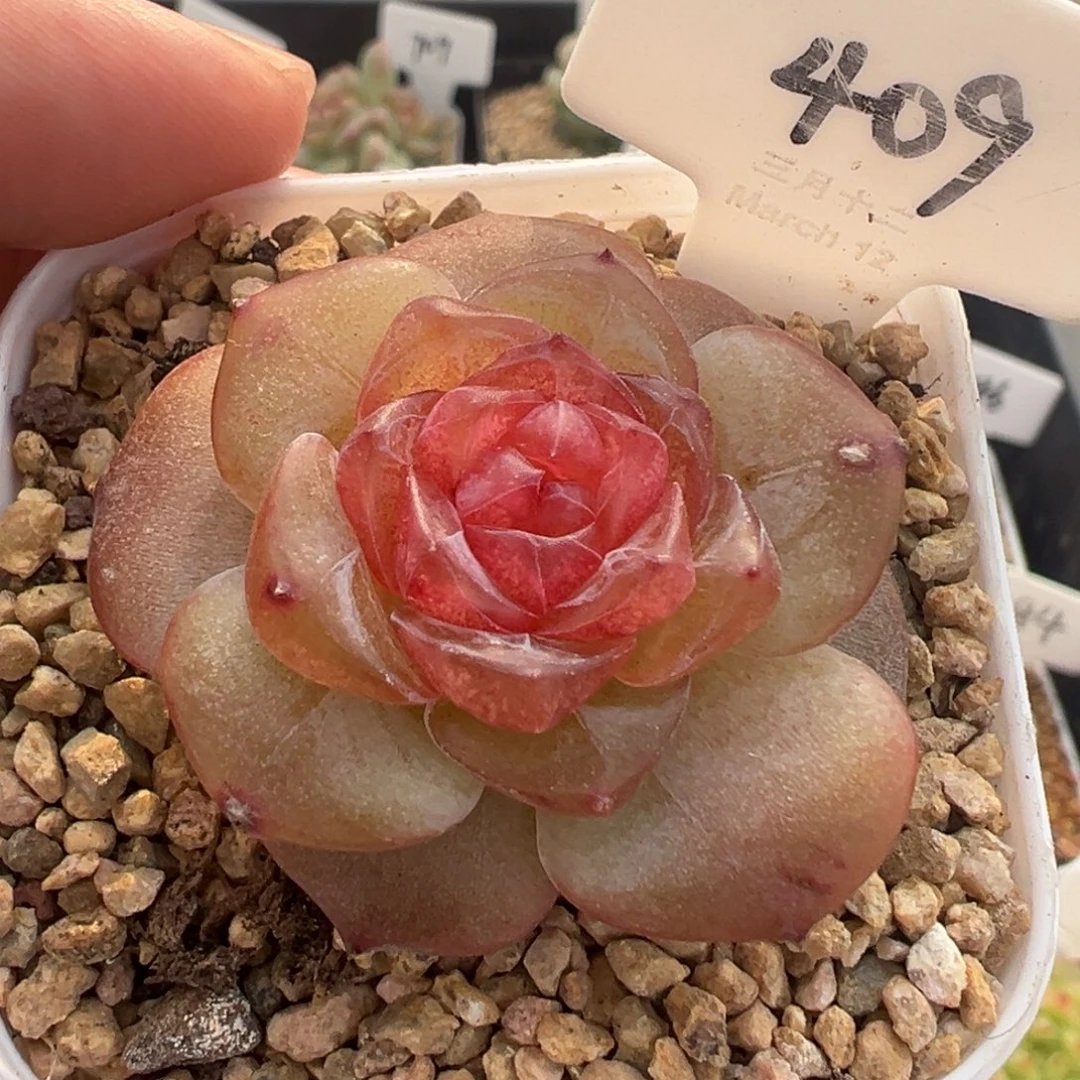 409号香辣堡 晗雨多肉