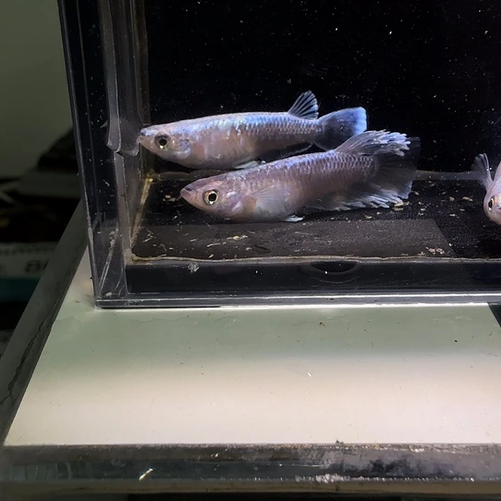 青鳉鱼一物一拍789