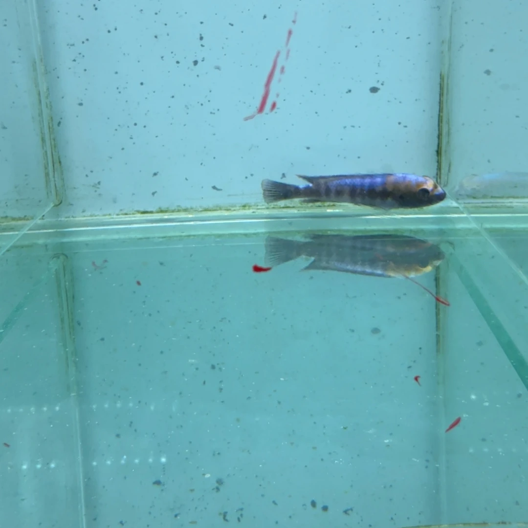 慈鲷1087松比西。