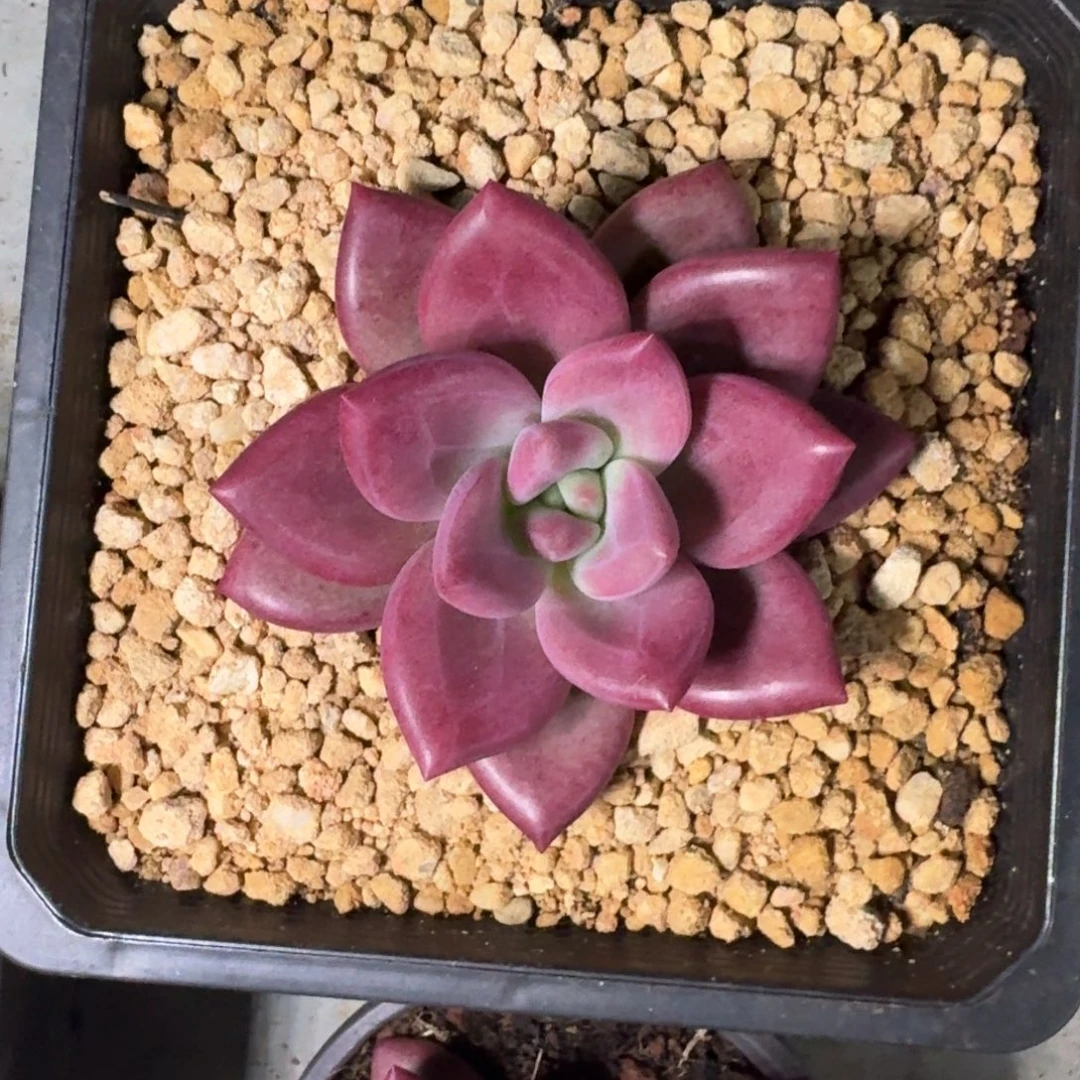 赫菲斯托 单头 一物一拍