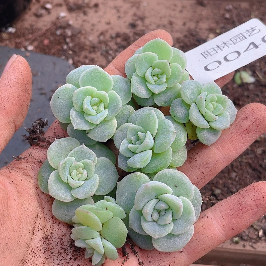 多肉植物多肉植物40