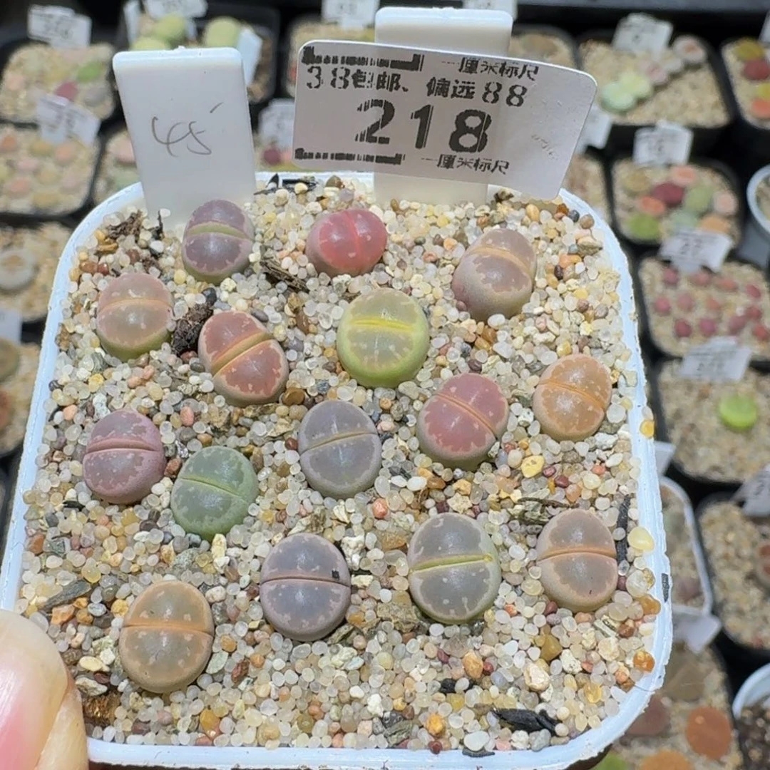 Ssss精品生石花218