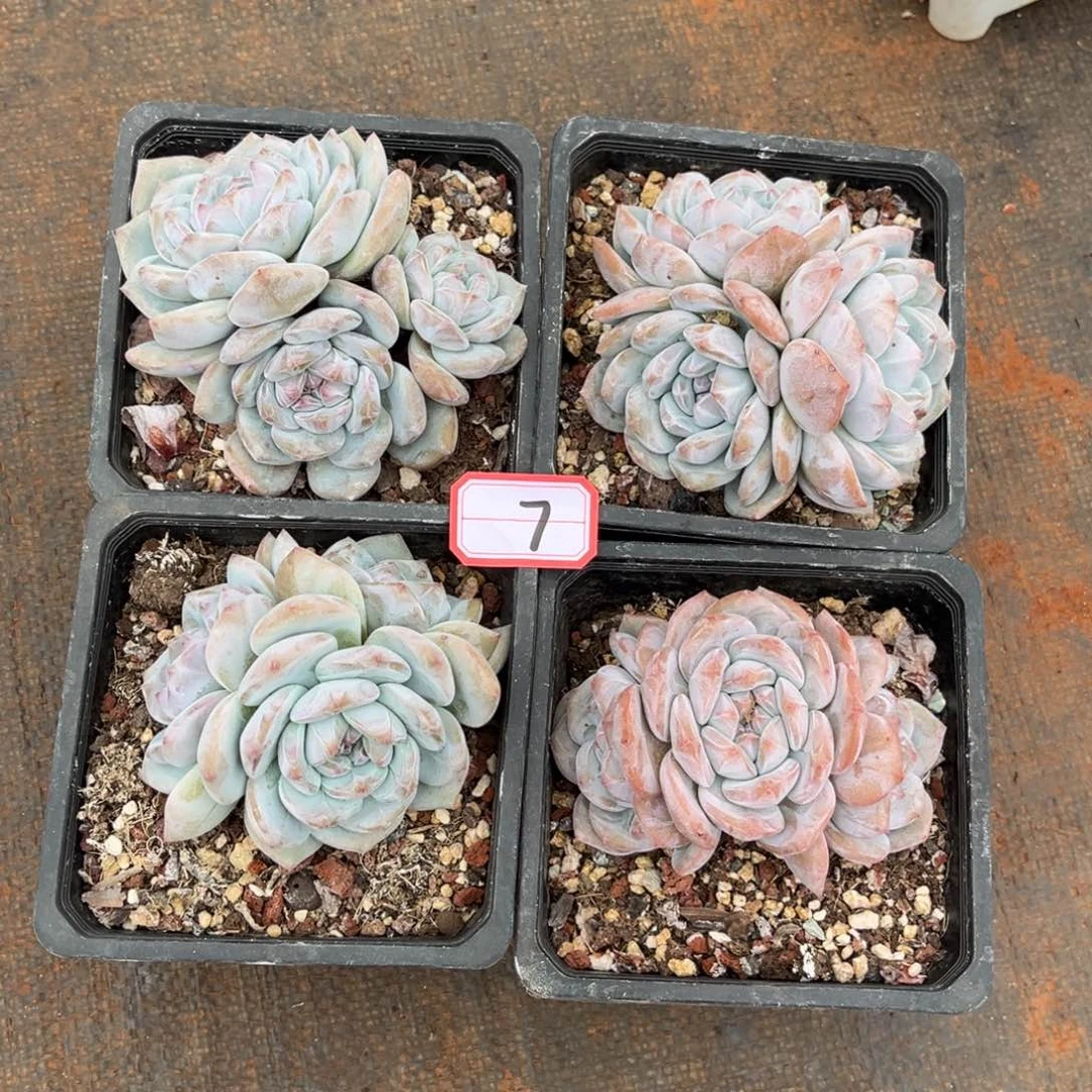 7号新疆西藏内蒙古不包邮
