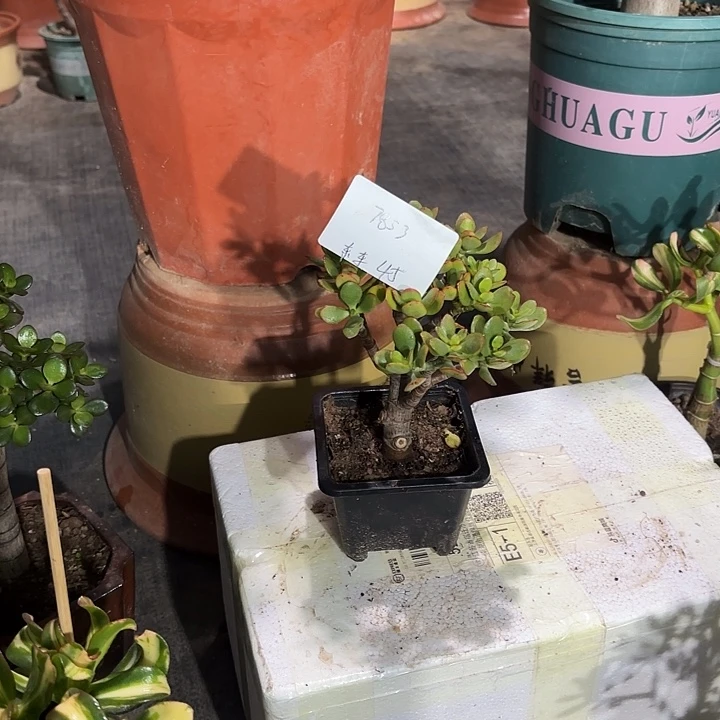 东***东当前无花栽培后可以开花蒂娜黄金锦45