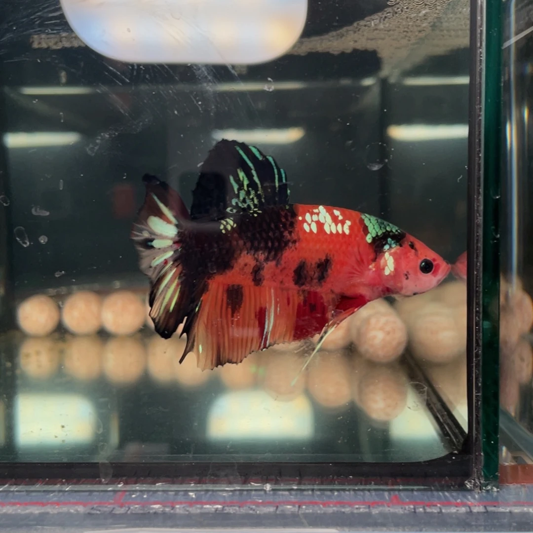 斗鱼12.31 巨斗 104