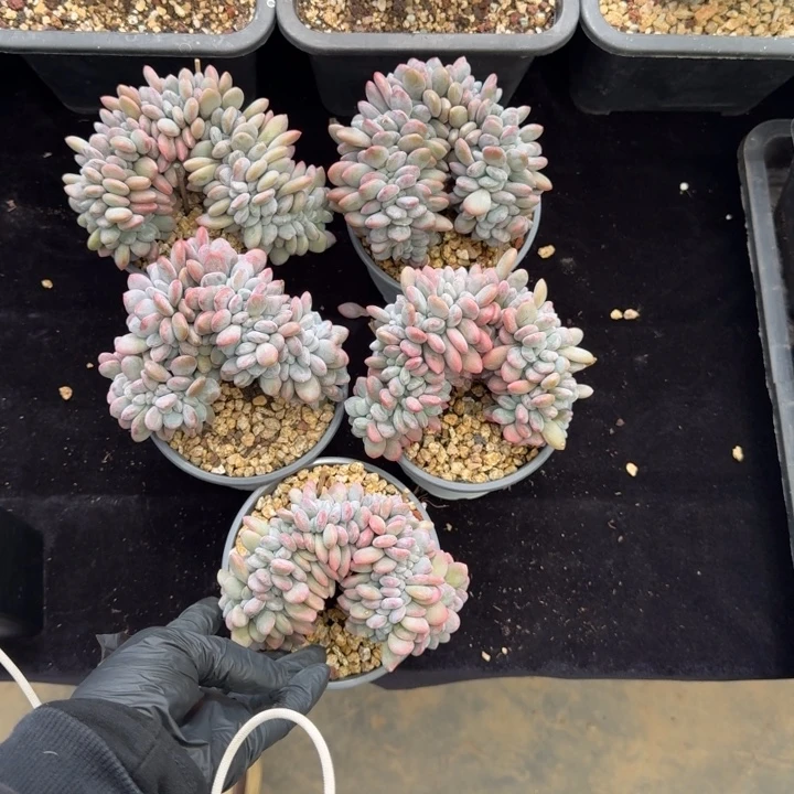 小***干 5颗星一起的一物一拍的