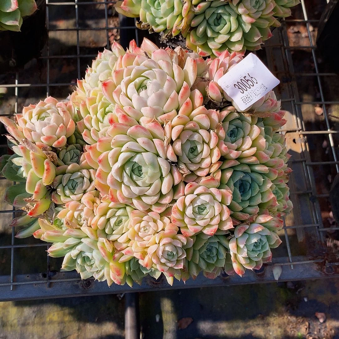 林***桐    白月影多肉30056