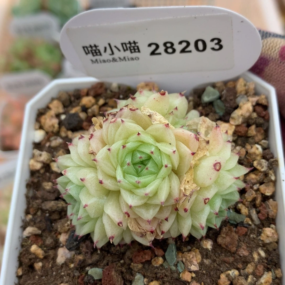 多肉植物麦秆珍妮