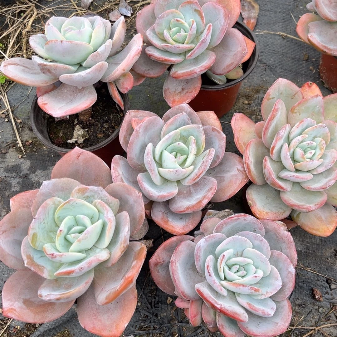 6颗48元1122555556666