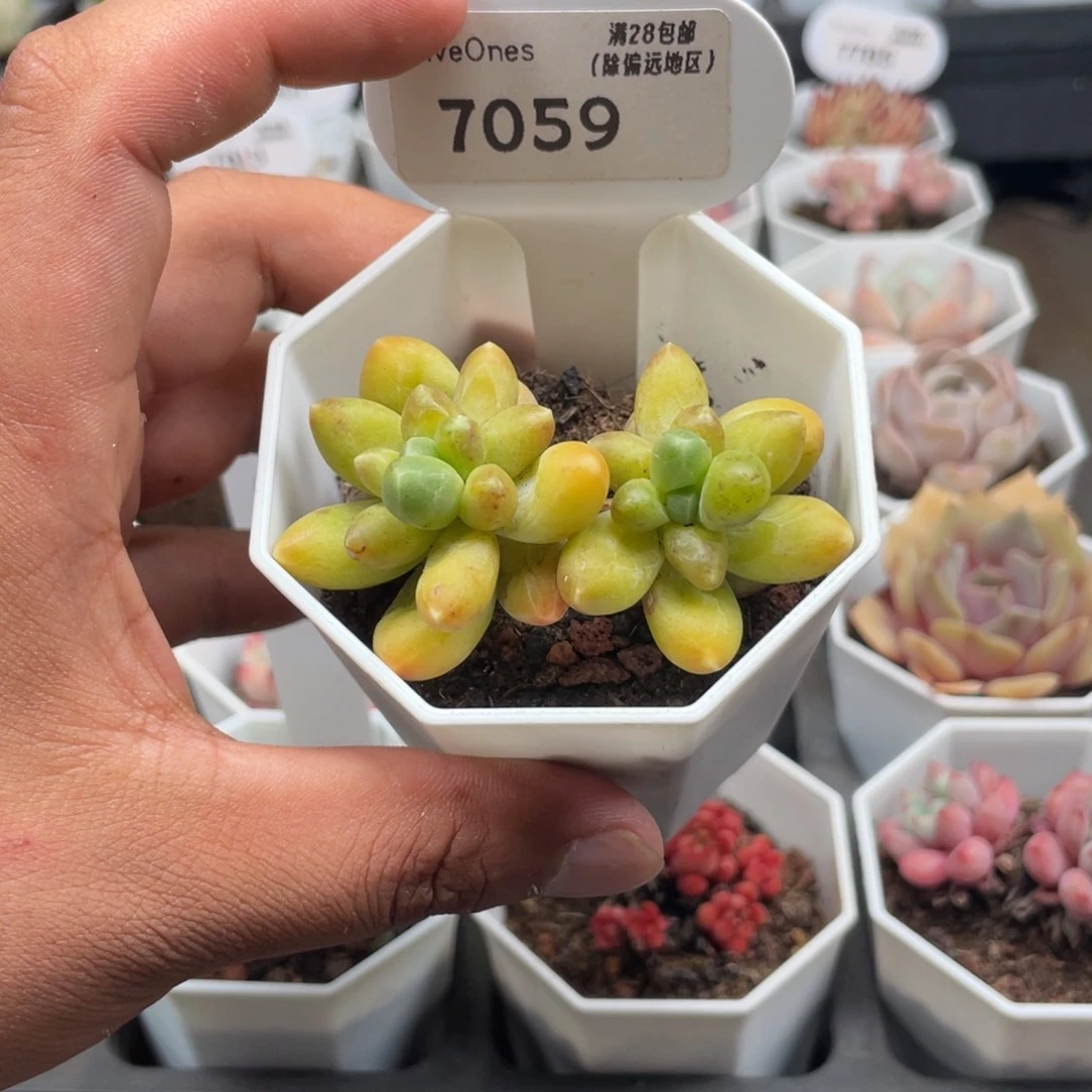 7059黄香蕉5.0厘米