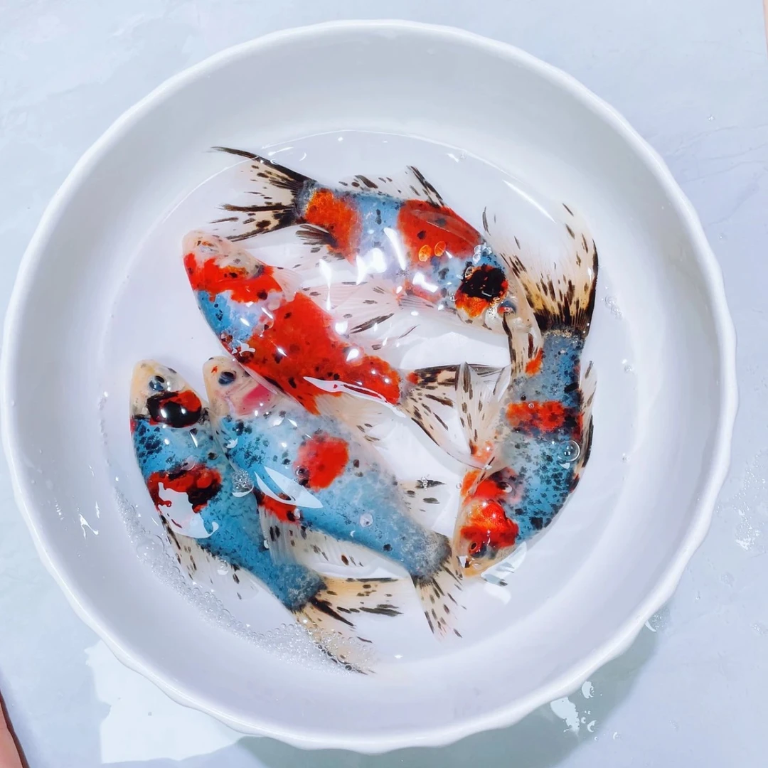 【水墨彩兰花鹦鹉 】17条冷水 好养活 5-7公分不指定