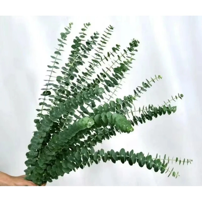 【尤加利】10支 配草 全场任意一单包邮两单送配草