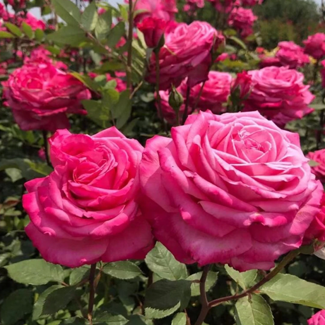 桃灼蓝天玫红色国月四季花卉开花抗病月季直立直发灌木丰花勤花