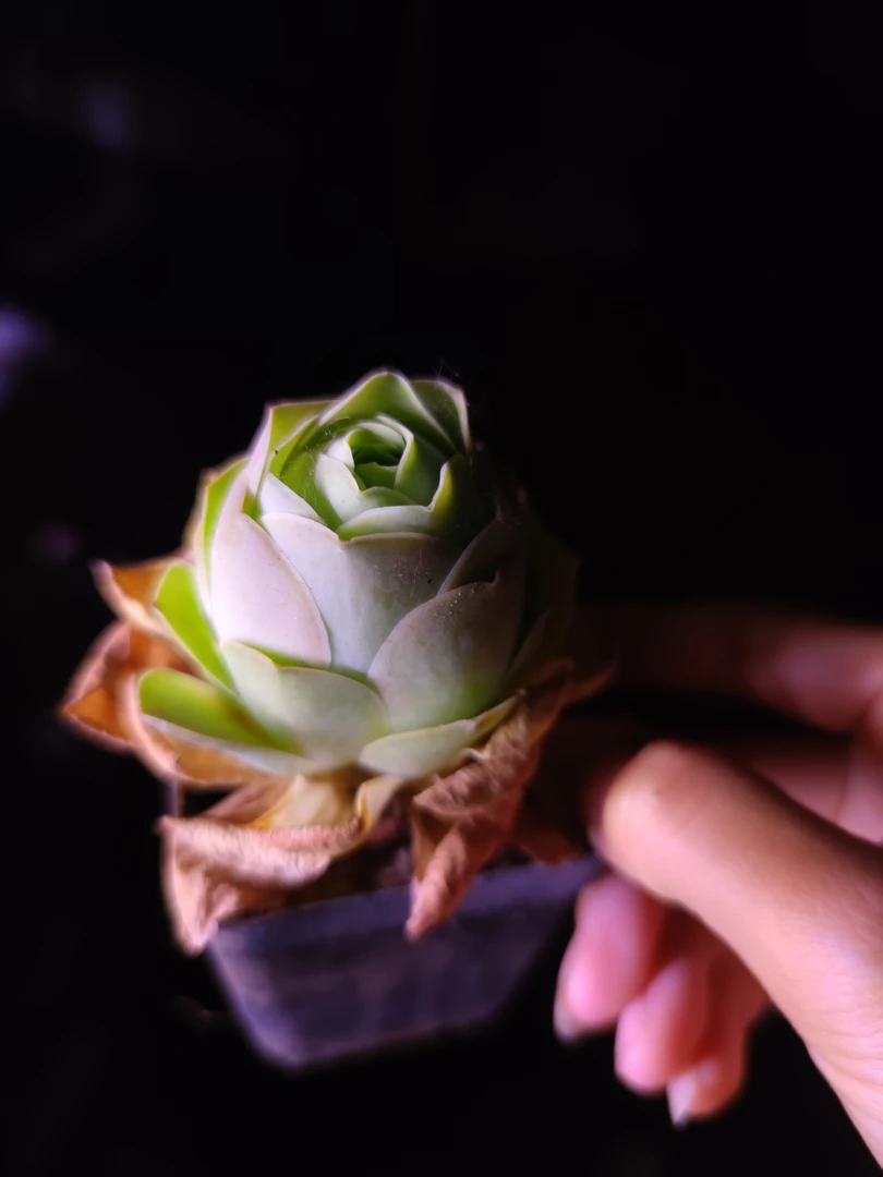 满20包邮,山地玫瑰(2颗脱土粉耶罗黑方)