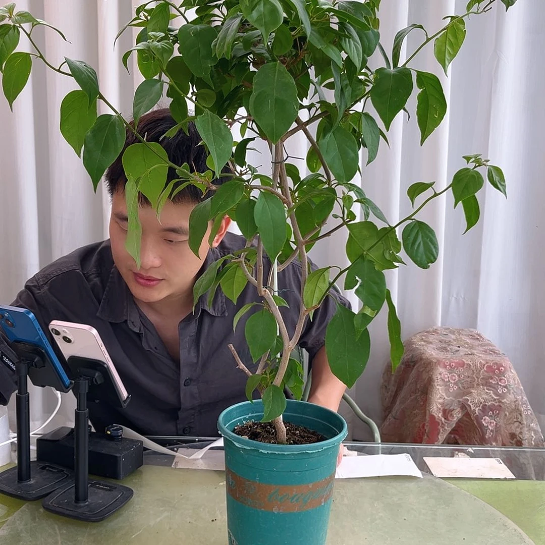 当前无花栽培后可以开花伊*儿倾城B70