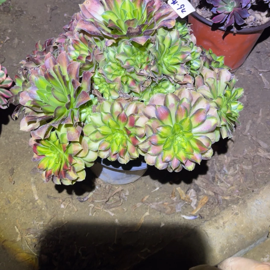 12-31-94韶华法师锦