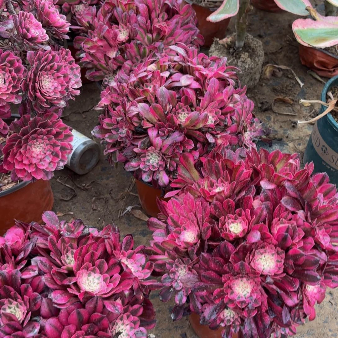 红铜白绣球9.9多肉植物