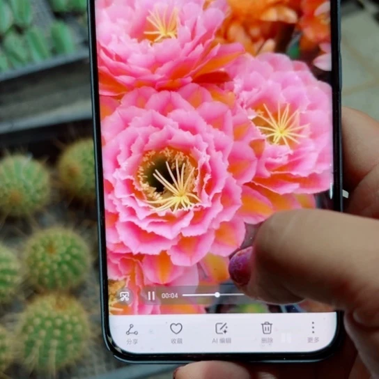 下69毛粉桃精灵歪无根侧芽5公分左右20包邮