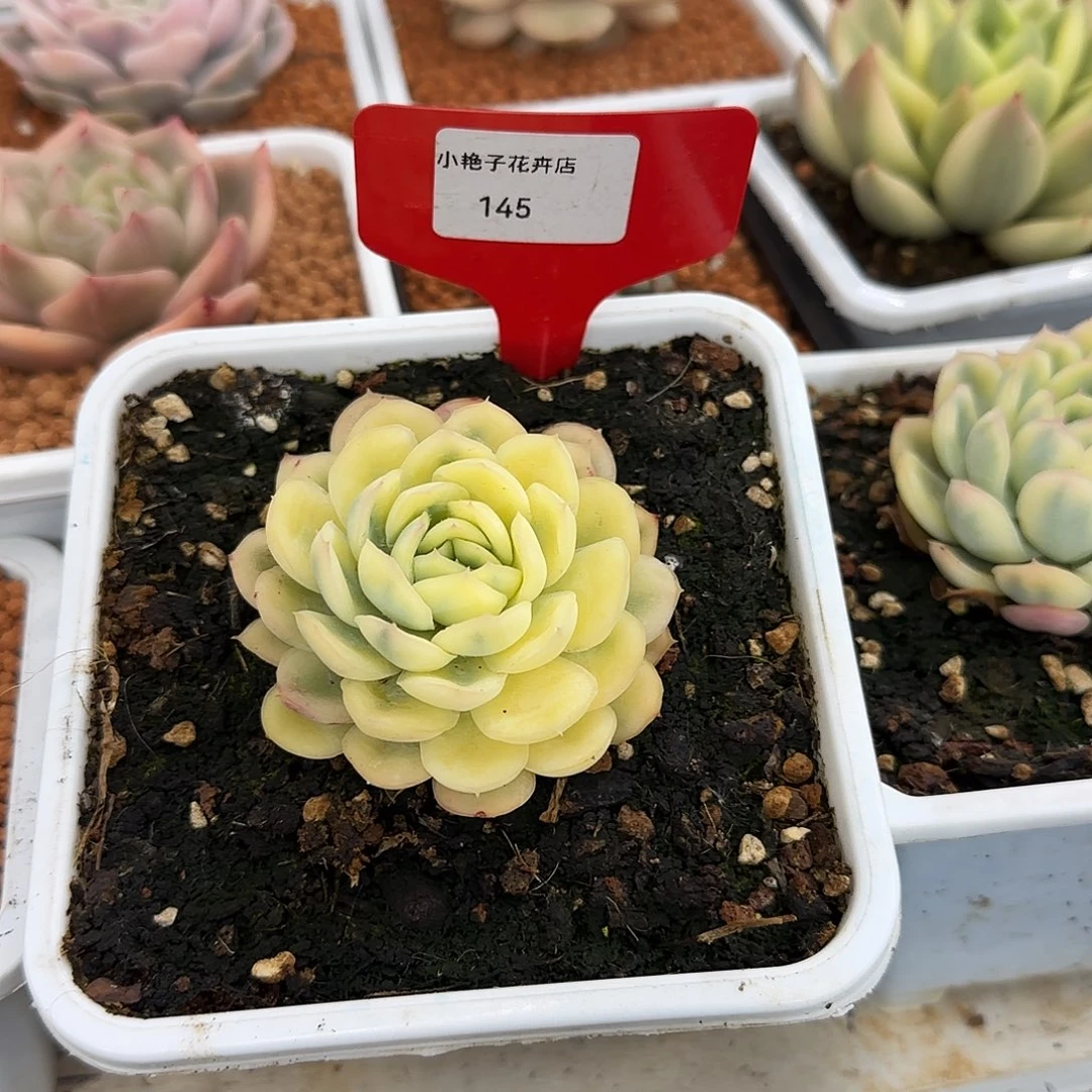 145草莓冰锦多肉植物