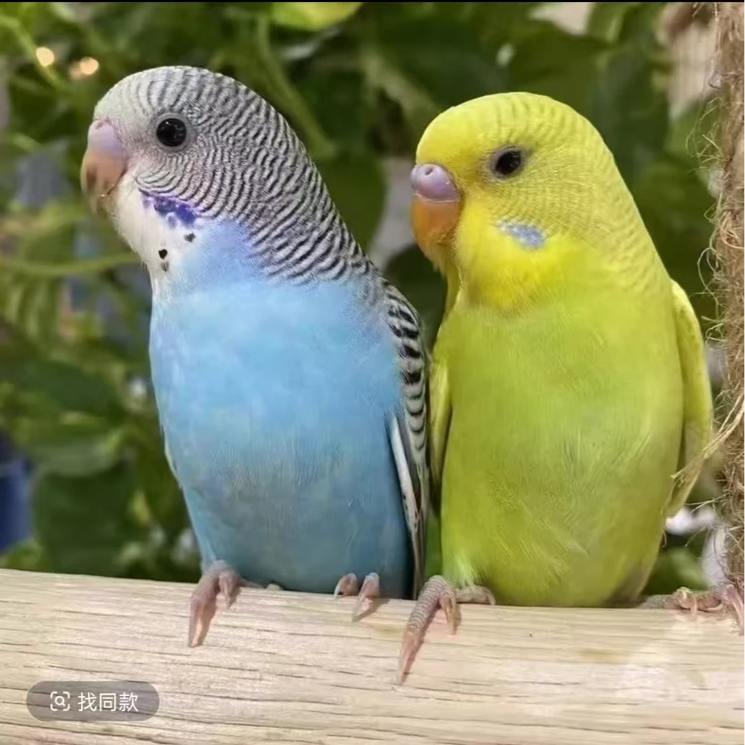 【手养礼盒两只装】