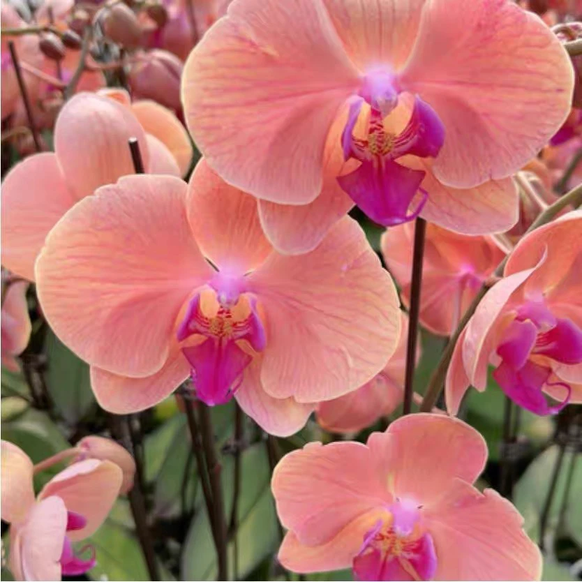 蝴蝶兰【国色天香】带花苞盆栽兰花大苗客厅室内植物花卉四季好养