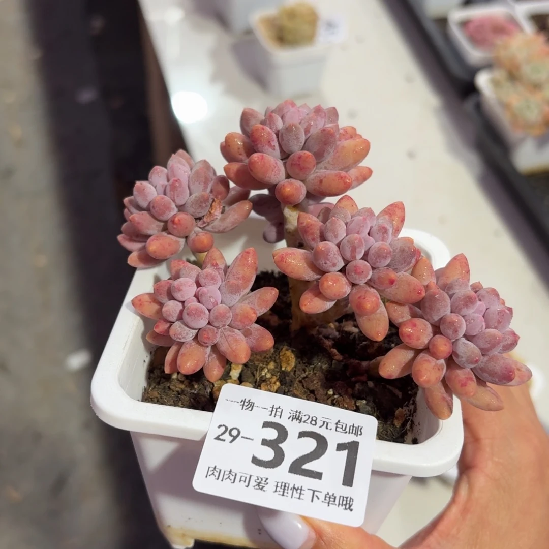 婴儿手指无盆土发货无