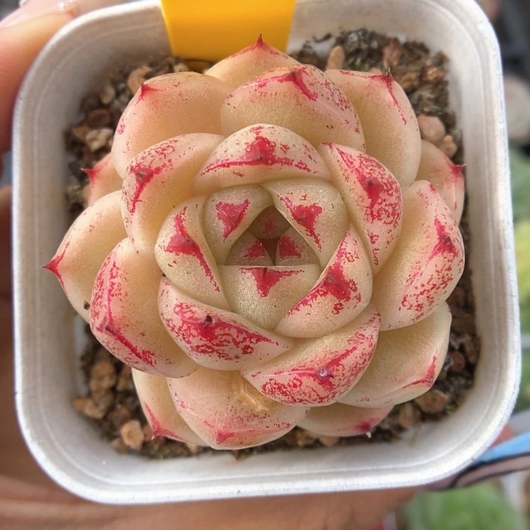 血斑麦秆可拍239号。