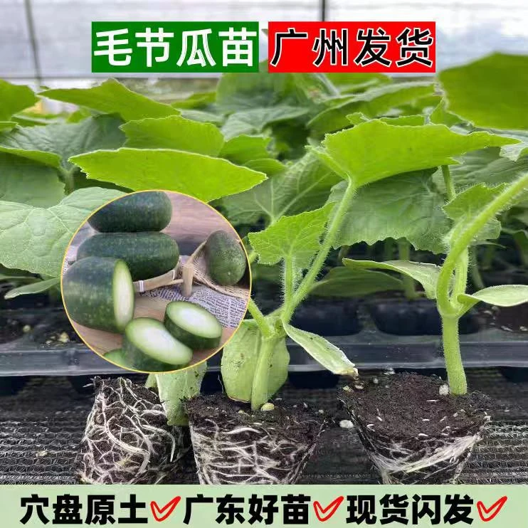 广东节瓜苗  本地正宗小冬瓜苗绿肉水果节瓜苗蒲瓜苗基地直发