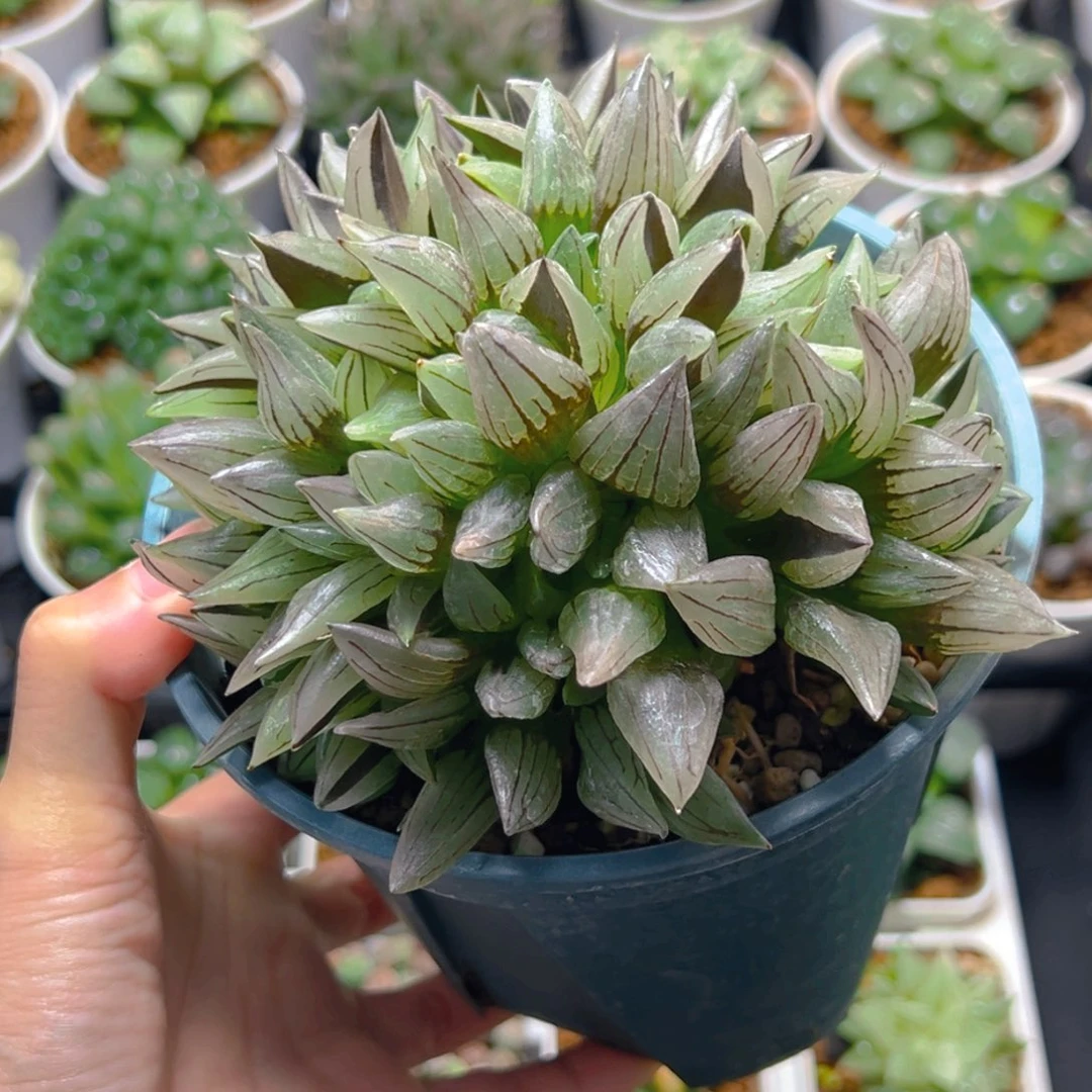 加仑盆西瓜寿多肉多肉8