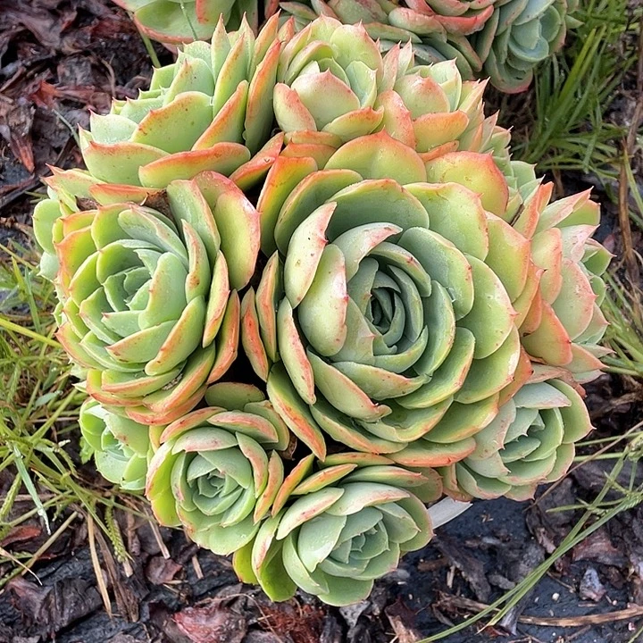 ****花桃花坞多肉植物群生