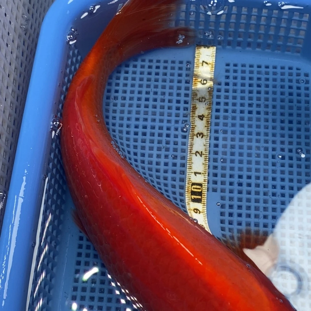 锦鲤冷水锦鲤包邮