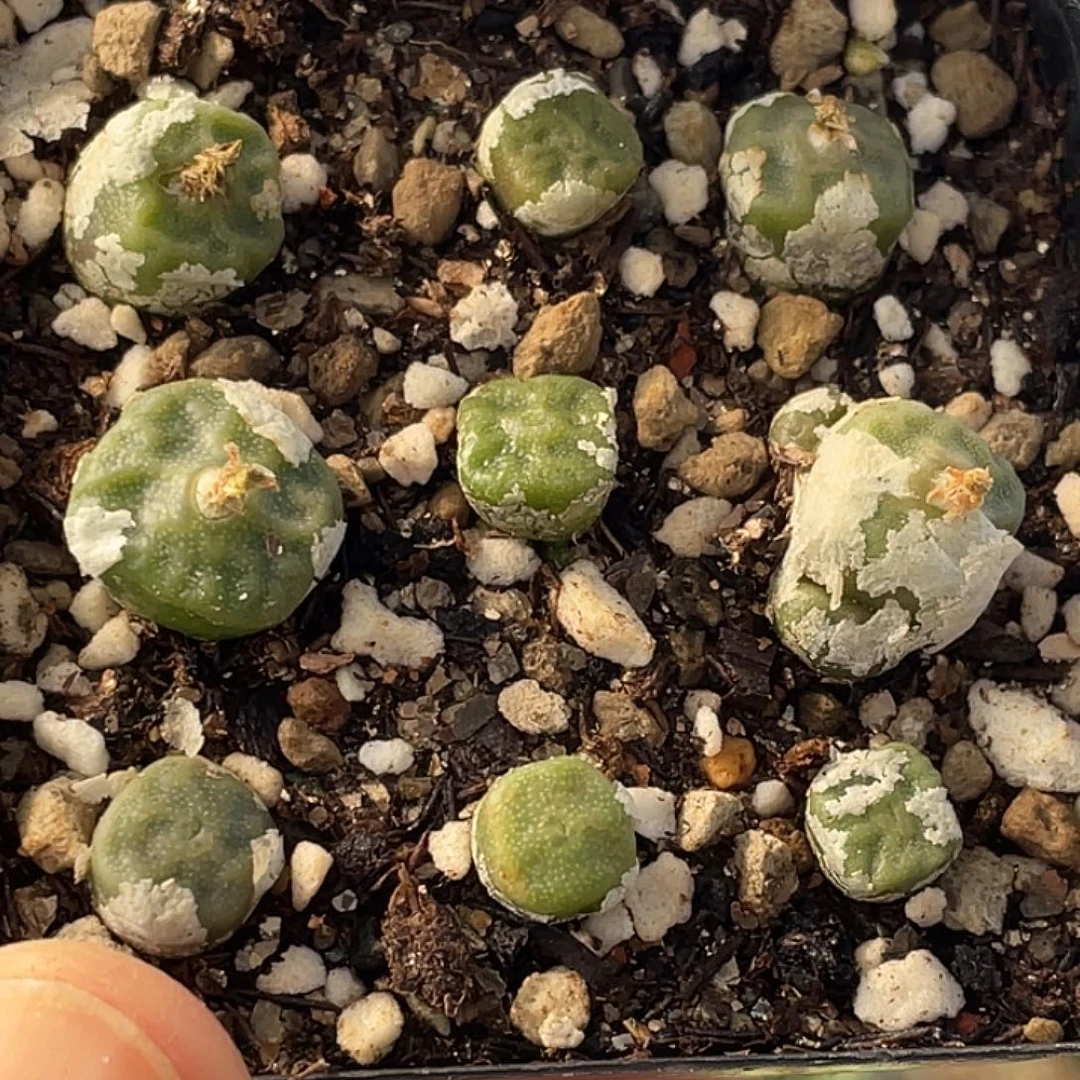 28-47烧麦多肉植物