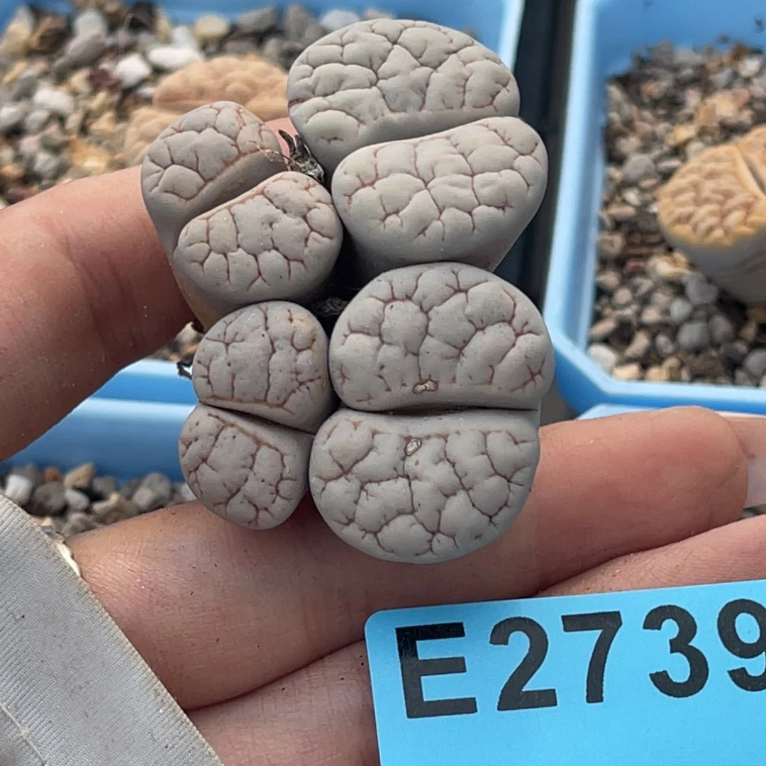 ·****y2739四头荒玉群一颗