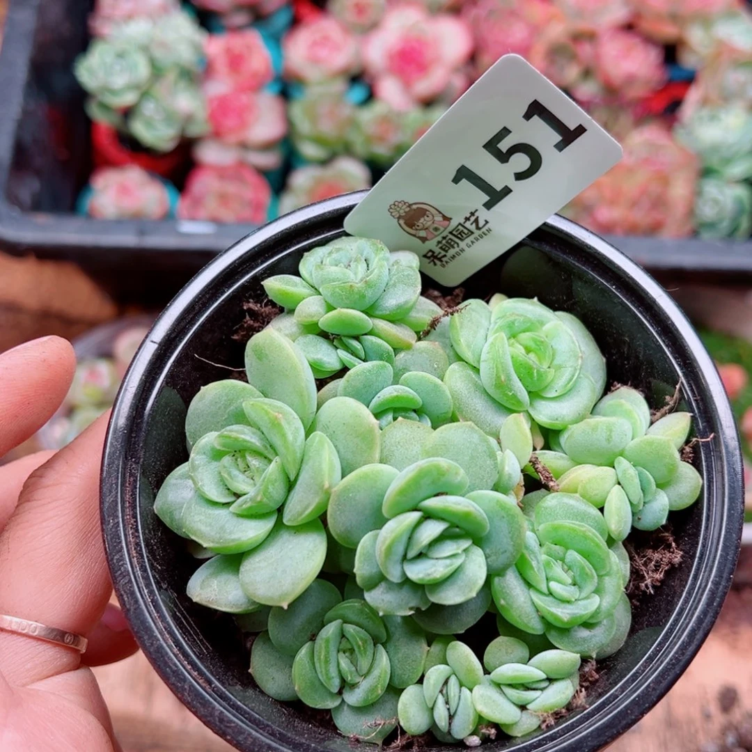 多肉植物多肉植物